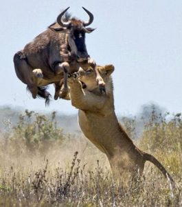 mo-thay-su-tu-danh-con-gi