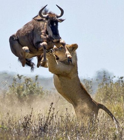 mo-thay-su-tu-danh-con-gi mo-thay-su-tu-danh-con-gi